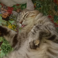 Photo of Myla 💕💕😽