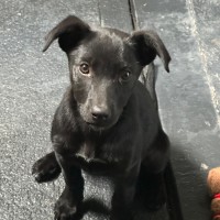 Photo of Trixie 🐶🦄