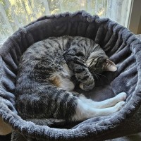 Photo of Tabitha *9 Lives Project Rescue*