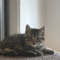 Photo of Ross Meet Me@Petstock Hastings Store 