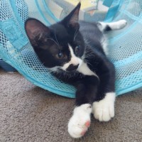 Photo of Fritter