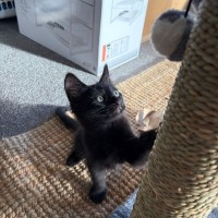 Photo of Jiji