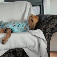 Photo of Rusty, The Greyhound