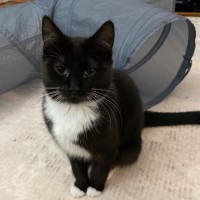 Photo of Bo