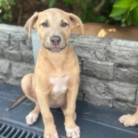 Photo of Paisley 🐶🦋