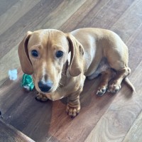 Photo of Murphy