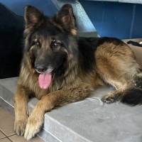 Photo of Humphrey Bear