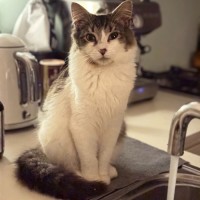 Photo of Atlas