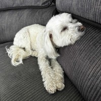 Photo of George 🐶🎾