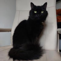 Photo of Eclipse 🖤