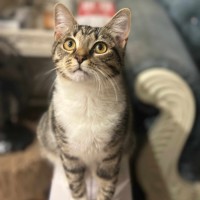 Photo of Frankie *9 Lives Project Rescue*