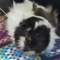 Photo of 🐹Lavender & Marigold🐹 (Located In Mitcham)