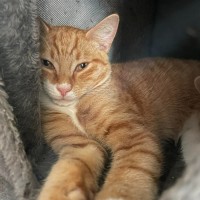 Photo of Chilli