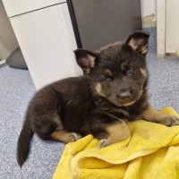 Photo of D1042 Sadie