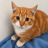 Photo of Butters