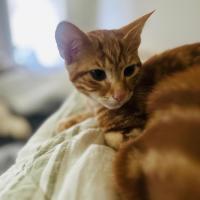 Photo of Apollo