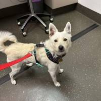 Photo of Fitzroy*** 6kg Bundle Of Love