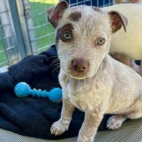 Photo of D1175 Candy