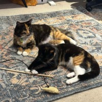 Photo of Chip & Dale