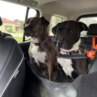 Photo of Onyx