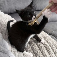 Photo of Noodle *9 Lives Project Rescue*