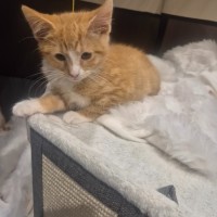 Photo of Nala