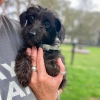 Photo of Topsy
