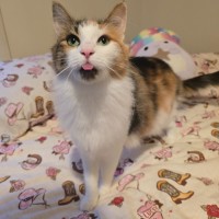 Photo of Primrose (Located In Wantirna South)
