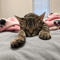 Photo of Koda