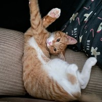 Photo of Chilli