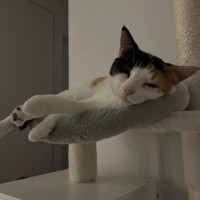 Photo of Catsa Bonita