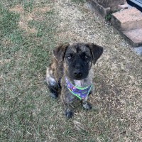Photo of Poppy