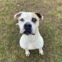 Photo of Buddy