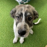 Photo of D1260 Olive