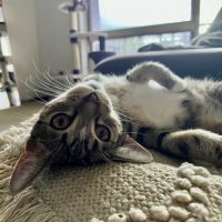 Photo of Milo