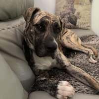 Photo of Sable