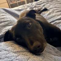 Photo of Luna