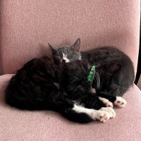 Photo of Dennis & Dot 