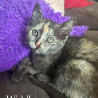 Photo of Widdles