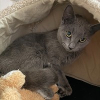 Photo of Bluebell