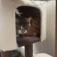 Photo of Rosie!! 🧡🧡🧡