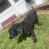 Photo of Piper