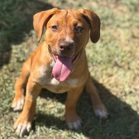 Photo of Pacey