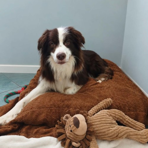 Brruno - Border Collie Dog