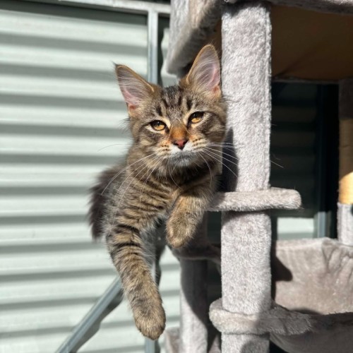 Mort - Domestic Short Hair (DSH) Cat