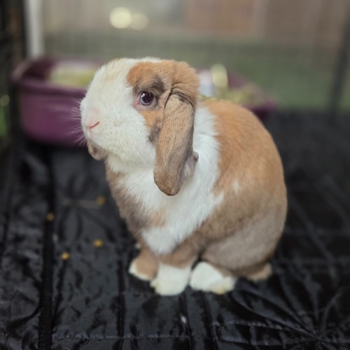Snuggles - Mini Lop Rabbit