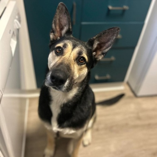 Solaris - German Shepherd Dog x Australian Kelpie Dog