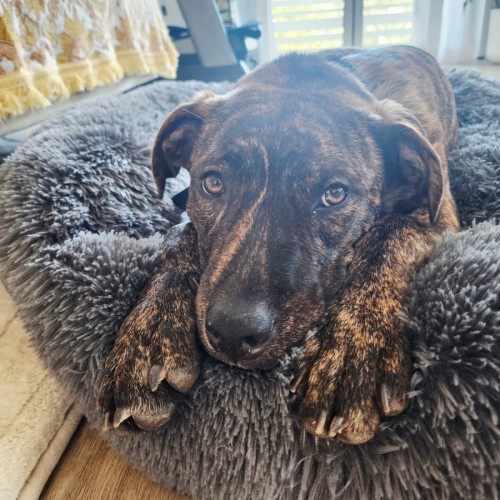 Teddie - Mastiff Dog