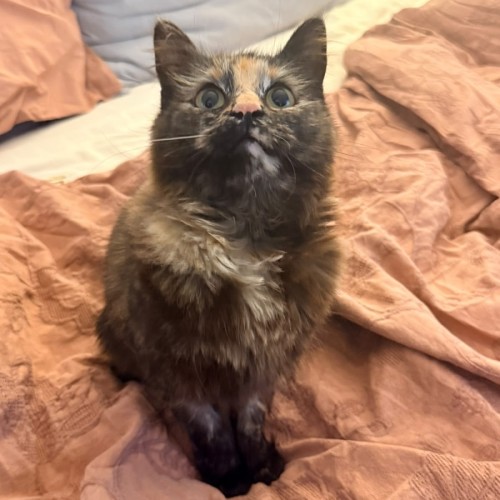 Torracat - Domestic Short Hair (DSH) Cat