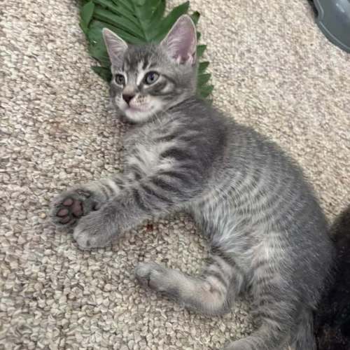 Onyx - Domestic Short Hair (DSH) Cat